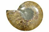 Cut & Polished Ammonite Fossil (Half) - Madagascar #364847-1